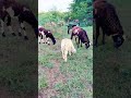 #animals #trending #viralvideo #shorts