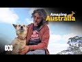 Farmer controls wild dingos with his own pack