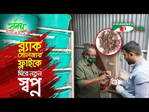 ব্ল্যাক সোলজার ফ্লাই: কার্বনশুন্য কৃষির নতুন দিগন্ত | Shykh Seraj | Channel i |