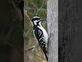 🔨🫨 This woodpecker is nature's Jackhammer! #shorts #birds #wildlife