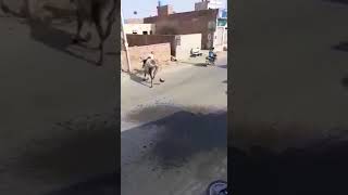 اذا فيك خير مر من هنا مره ثانيه 