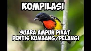 suara kompilasi pikat burung pentis kumbang pelangi ampuh untuk pikat