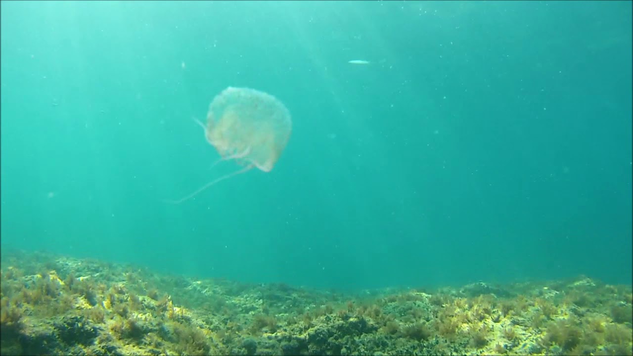 Medusa Olindias Phosphorica Jellyfish Intotheblue.it