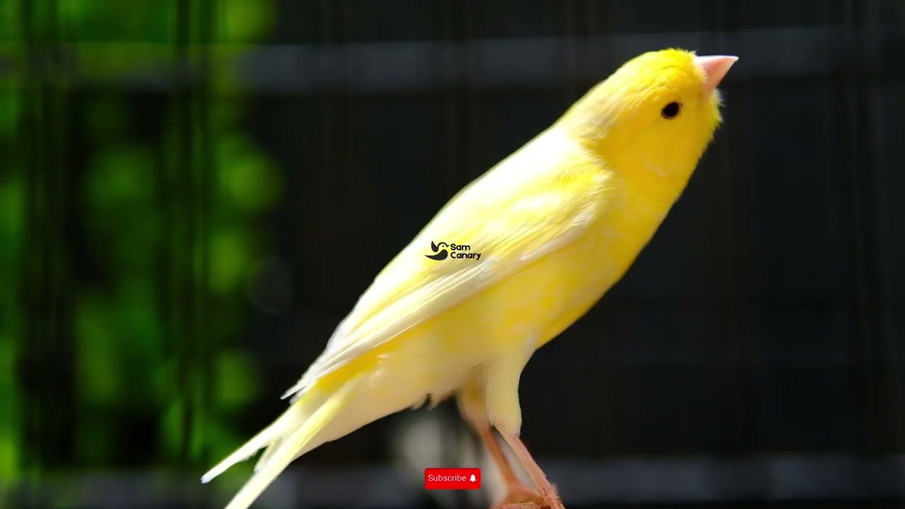 Suara Kenari Full Gacor Panjang | Cocok untuk Pancingan Kenari Paud & Lomba
