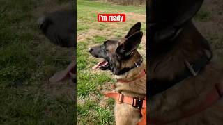 I’m a certified good boy. #malinois #searchdog