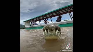 Crocodile tour Costa Rica
