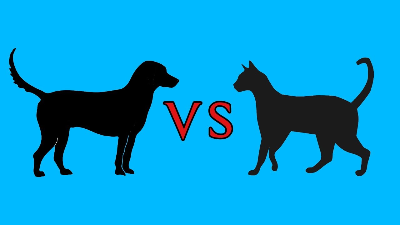 Hund Vs Katze Hund Vs Katze