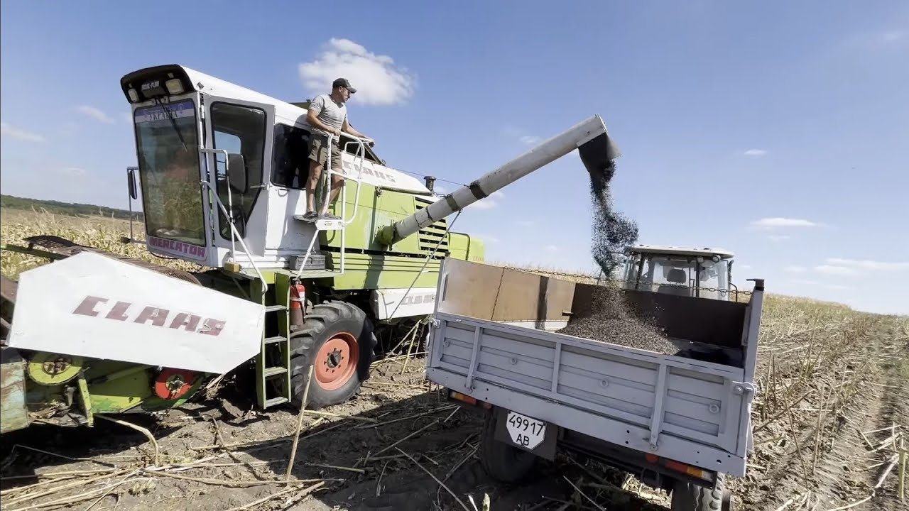 🛑Розпочали молотити сонях🌻 Врожай радує. Комбайн Клас Меркатор. Соняшникова приставка в роботі🔥