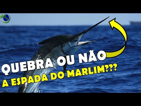 Vídeo: Diferença Entre Espadarte E Marlin