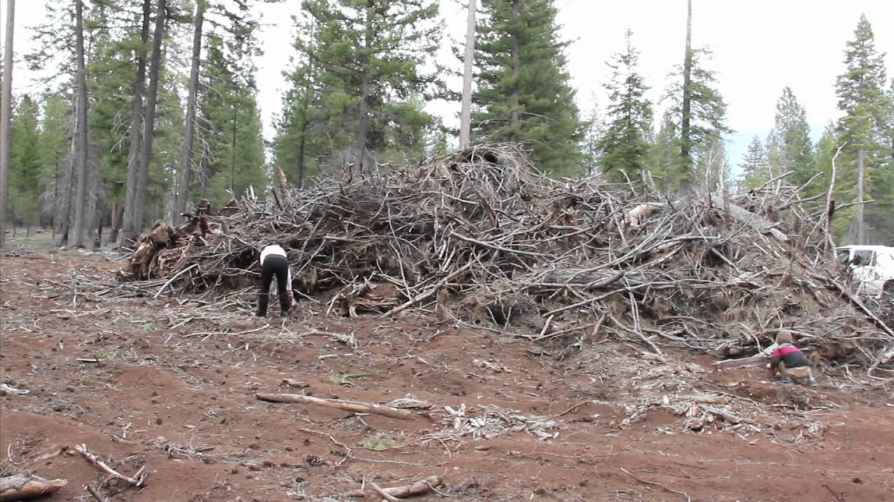 Discover Morel Mushroom Hunting 