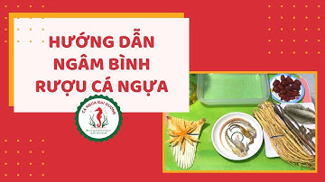 Hướng Dẫn Ngâm Bình Rượu Cá Ngựa 2 Lít - Cá Ngựa Đại Dương Shop Uy Tín tại TP.HCM