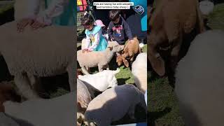 Adorable Sheep@TPM0606