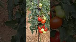 organik domates bahçesi