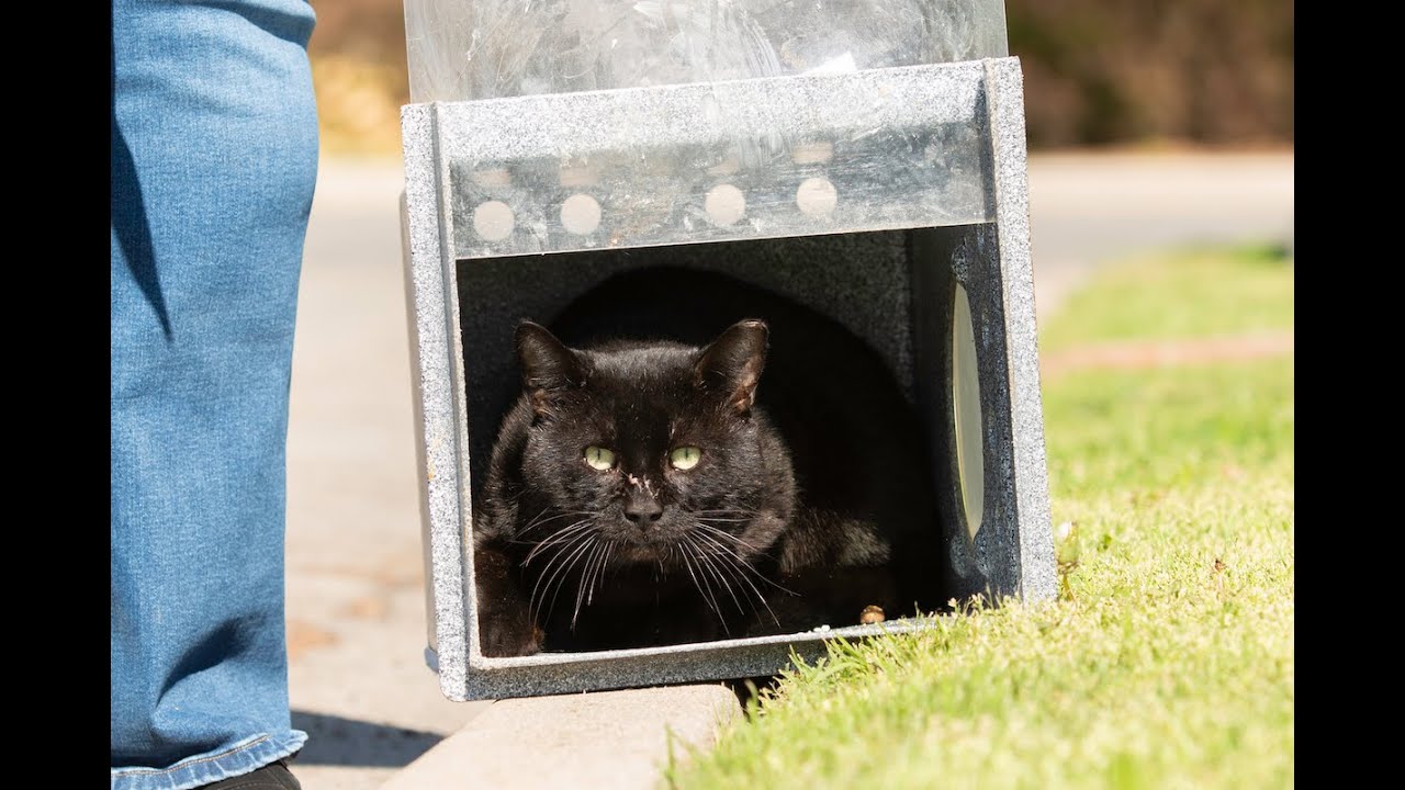 A BIG MEOW 😻 TO FRIENDS OF LONG BEACH ANIMALS!