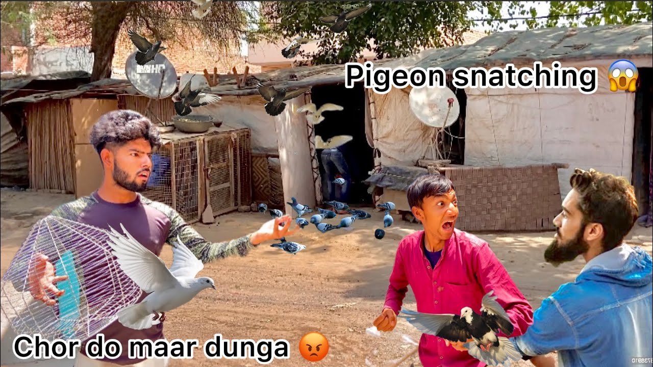 Kabutar lekar hua panga 😳 !! Pigeon catcher fighting with us 🥺