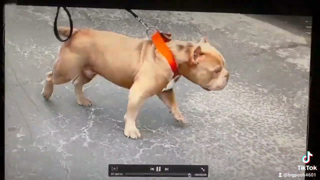 (RAPID KARMA!) MOVIE ON THE "REVEEL"  APP. (TERRYONE WIGGINS PUT ME IN HI5 MOVIE ON PART (