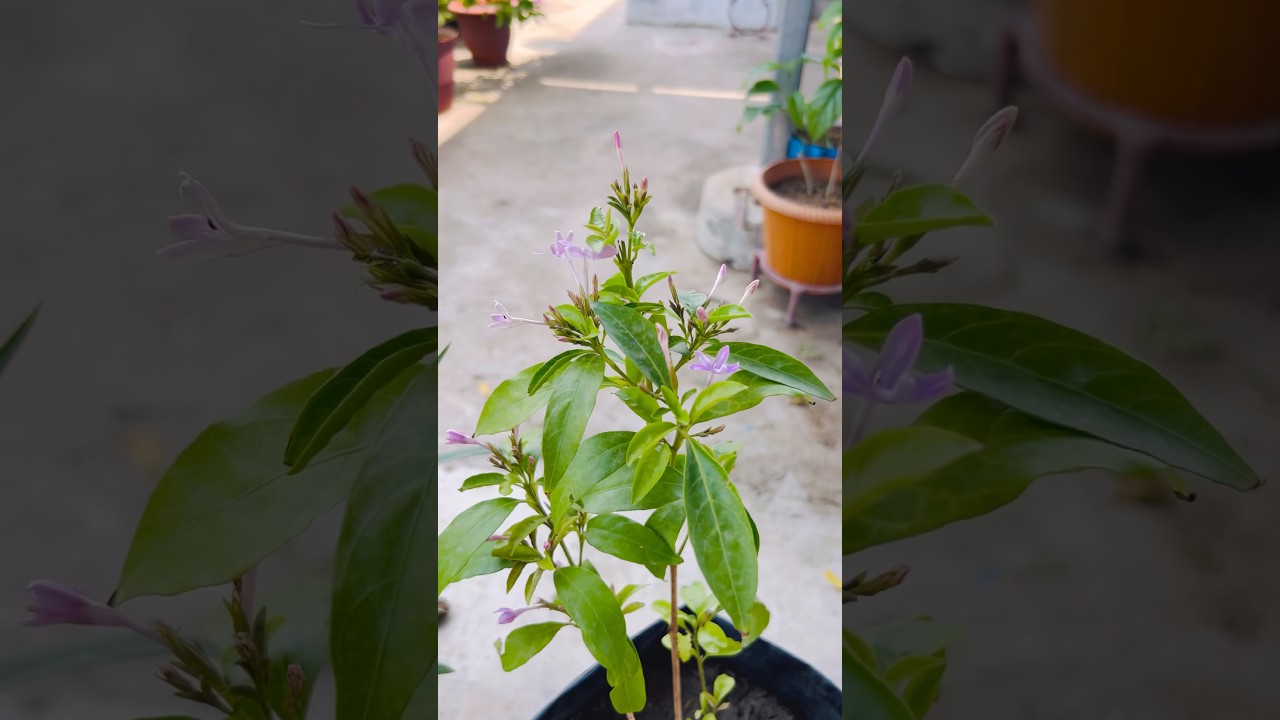 Blue Tagar plant 🌿🪴🌸🌱#flowers #gardening #garden #shortsfeed #plants #online #summer