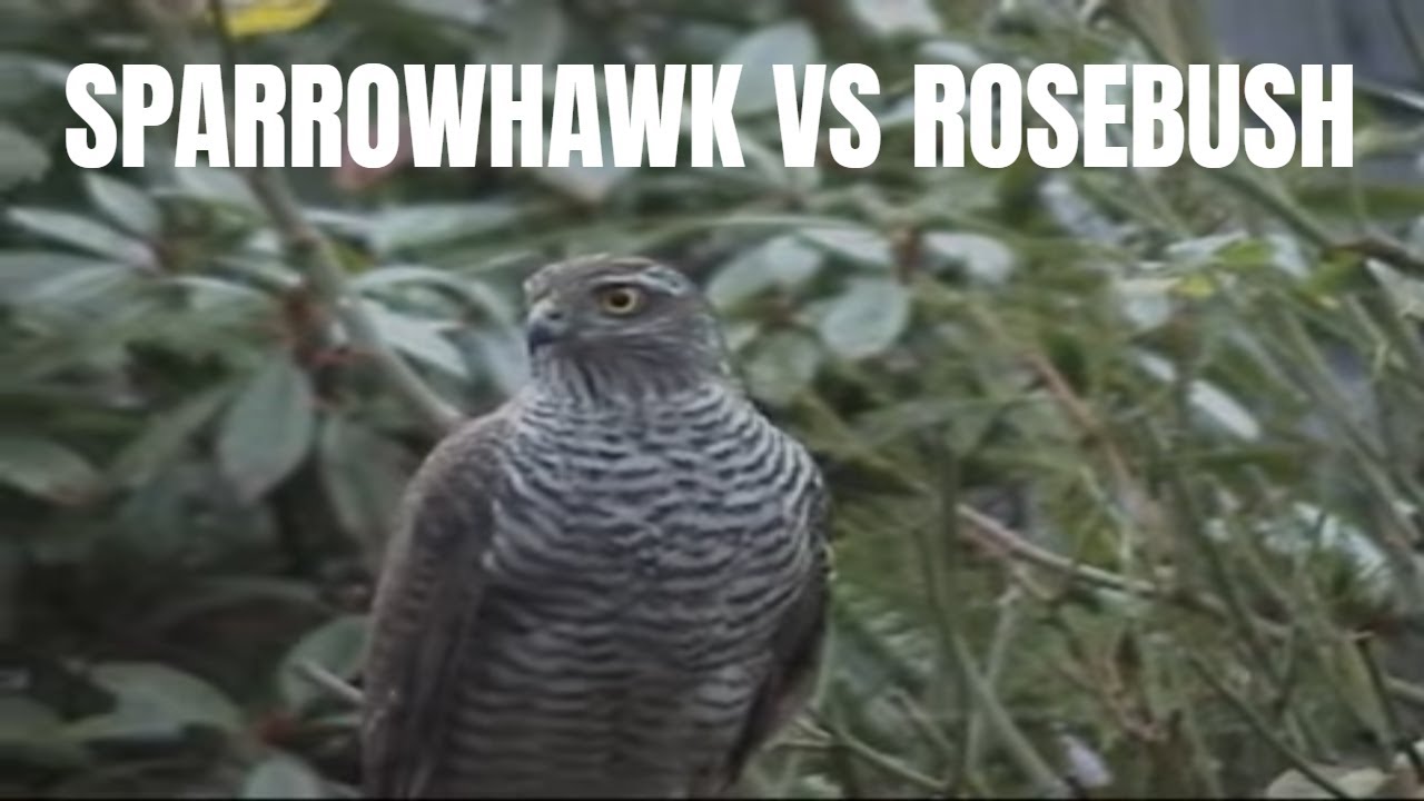 Sparrowhawk's rose bush assault on house sparrows