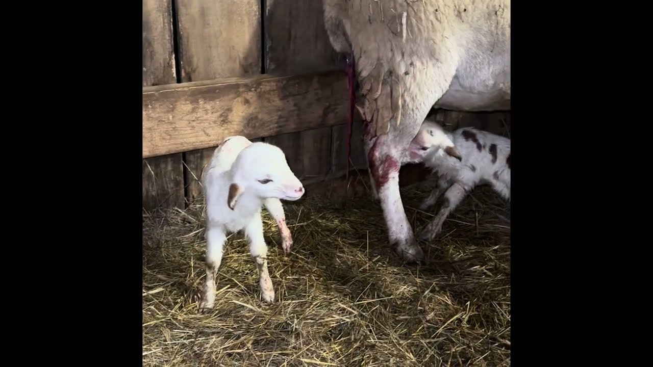 New Year New EWES! Triplets! 