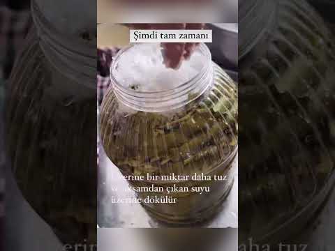 طرز نگه داری برگ مو برای دلمه 