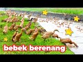 Bebek Berenang , Potong Bebek Angsa , Bebek Asli Berenang di Sungai