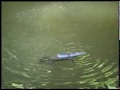 Platypus - Australia 2005