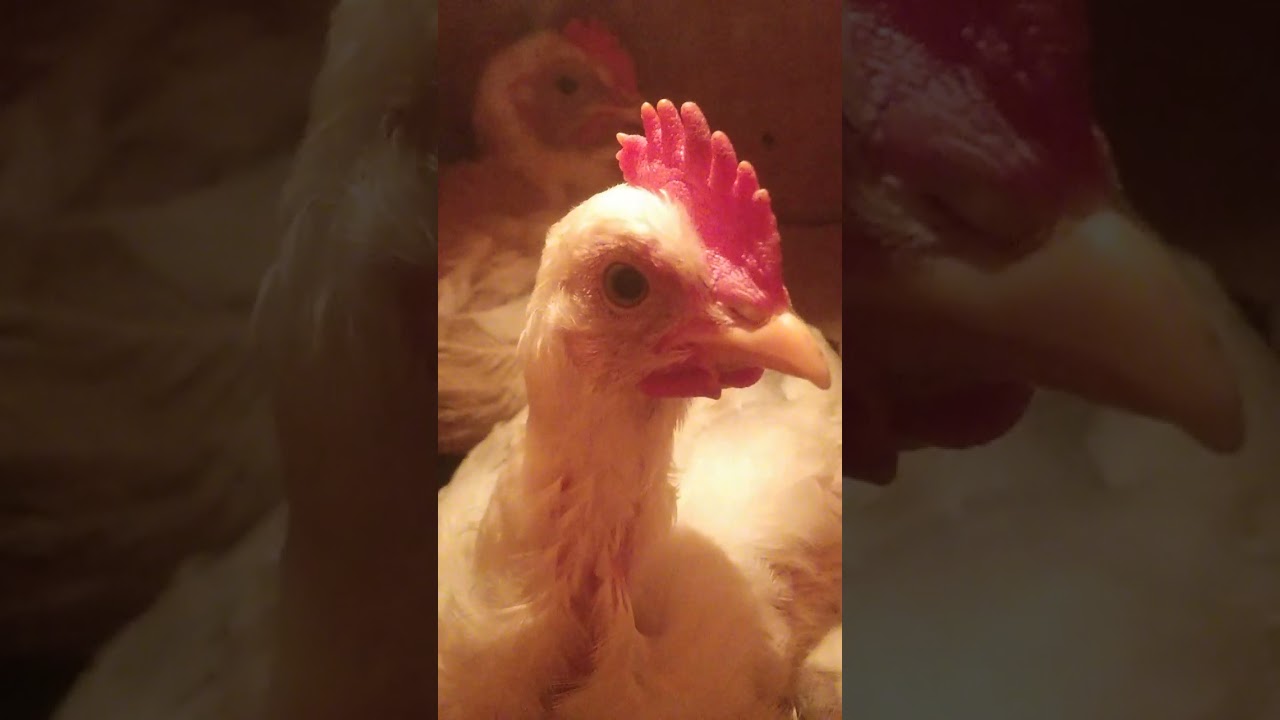 hero hen🐤🐥🐥🐥🐥🐥🐥🐥🐥🐥🐤🐣🐥🐤🐣🐤🐥🐣🐤🐣🐥🐣🐥🐤🐣🐤🐥🐣🐤🐣🐤🐤🐓🐔🐣🐓🐤🐓🐥🐔🐣🐣🐓🐥🐓🐣🐓🐥🐔🐥🐣🐓🐓🐥🐓🐥🐤🐓🐤🐓🐤🐥🐣🐥🐣🐥🐣🐥🐥🐣🐥🐣🐥🐣🐥🐣🐥🐣🐥🐥🐣🐤🐣🐤🐣🐤🐓🐤🐓🐤🐤🐣