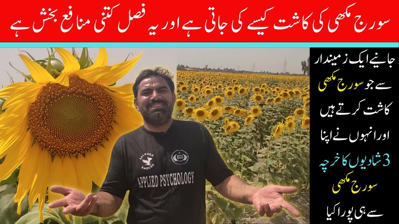 Sunflower Sunflower Ki Kasht Sunflower Cultivation in Pakistan
