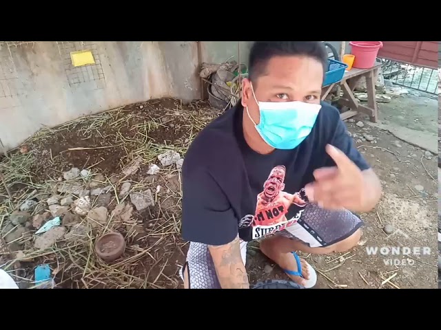 Feeding Pellets With Azolla Very High Protein For Our Rabbits Youtube