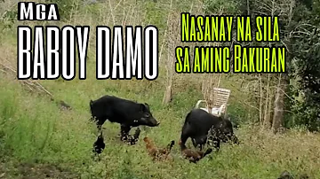 Mga BABOY DAMO... Nasanay na sila sa aming bakuran.