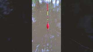 It,s Amazing fishing. #fishing #bdfishingvideo #fish #handfish #bdfishing ##viralfish #viralshorts