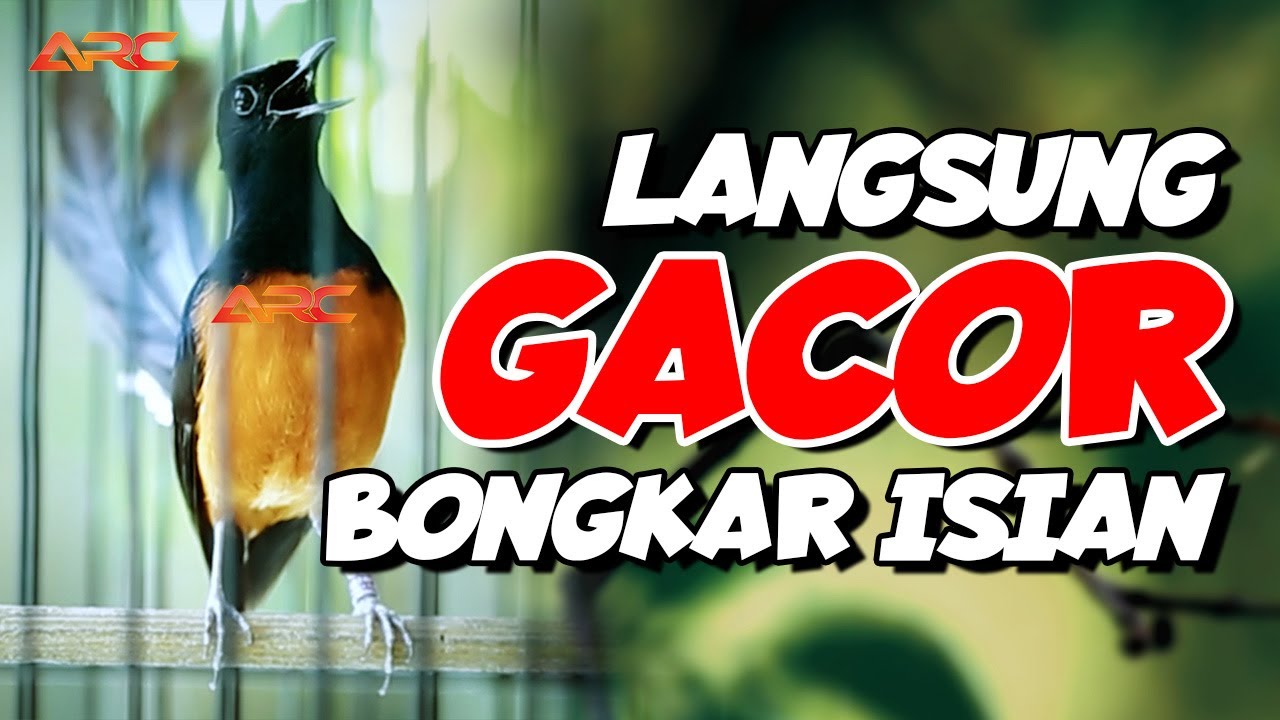 MURAI BATU GACOR ‼️TEMBAKAN MEWAH SUPER PEDES MEMANCING MURAI BATU LAIN TAK MAU DIAM