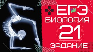 ЕГЭ биология 2020 Задание 21 Рохлов разбор