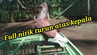 MERPATI TURUN ATAS KEPALA,MERPATI TINGGIAN CILACAP