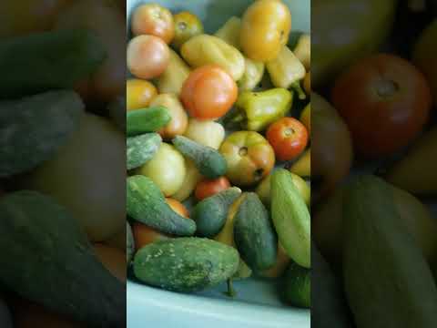 Овчарка АСЯ #овчарка #овчаркаася #еда #деревенскаяжизнь #жизньвдеревне #люсимили #ася #гурманвека