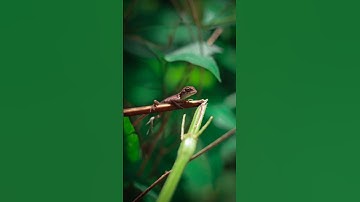 Wild Macro Photography #photography #macro #nature #viral #viralshorts #youtubeshorts #shorts