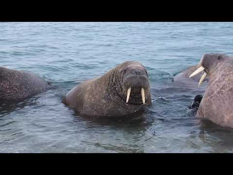 Vidéo: Un Ours Polaire A Envahi Cet Hôtel à Svalbard Et S'est Gavé De Chocolat