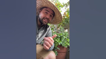 The Easiest Fruit Tree You