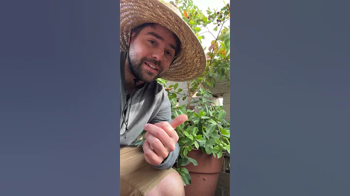 The Easiest Fruit Tree You'll Ever Grow!