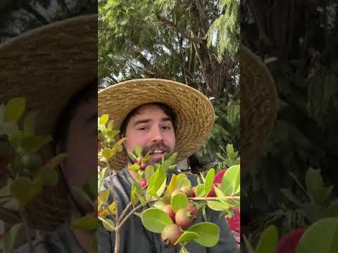 Video: Dwarf Fruit Trees - A Planting Guide for Fruit Trees in Containers - Gardening Know How