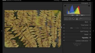 Yellow Wood Guiding - Macro Composition