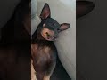 O que você mais gosta de fazer? 🐶🐾 #shelby #funny #pinscher