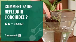 Tuto Comment Faire Refleurir Une Orchidée ? Jardinerie Gamm Vert
