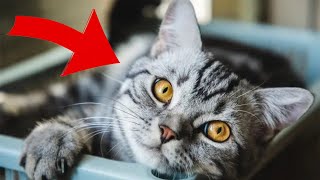 😺Purr-fect Names: Top Cat Names in Every U.S. State by LIFE OF CATS 137 views 3 weeks ago 4 minutes, 12 seconds