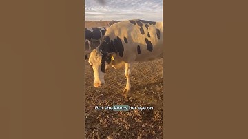 Holstein vs Jersey: Understanding Cow Flight Zones