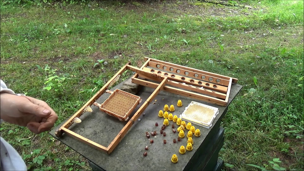 Imkerei 151 Umsteckverfahren Jenter /  Ableger Nr. 5