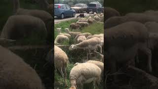 Испанская деревня. Пастбище овец   #shorts