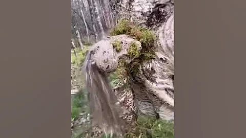 Possible Dead Body Trapped in a Tree