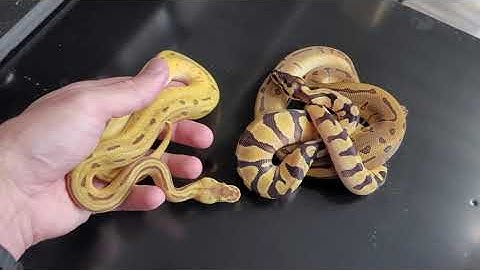 FREE MALE WITH FEMALE BALL PYTHON THIS WEEKEND ONLY!