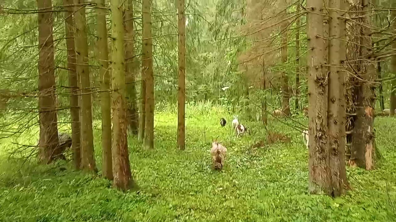 Моё Хозяйство Летний Выпас 2024 Детёныши Звери Едят Траву Козы Пойдут В Лес#goat#goats#farmer